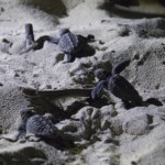 ウミガメ孵化